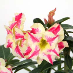 Rosa del desierto - Flores bicolor